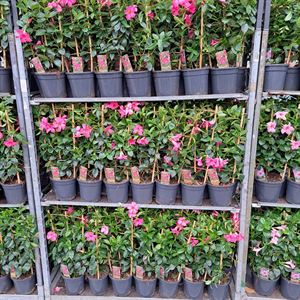 Afbeelding van Kp17 Sundaville Rek Pink
